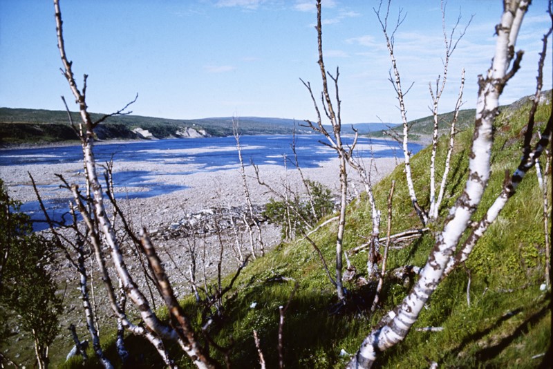 Koivujen välistä kuvattu keväinen joki, jossa jäitä lipumassa alavirtaan.