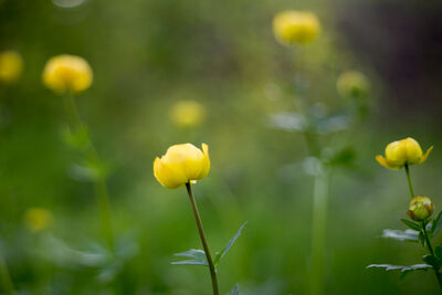 Keltainen kullero kukka.