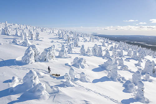 Laajakuva henkilöstä kävelemässä koirien kanssa talvisessa Äkäskerossa Muoniossa.