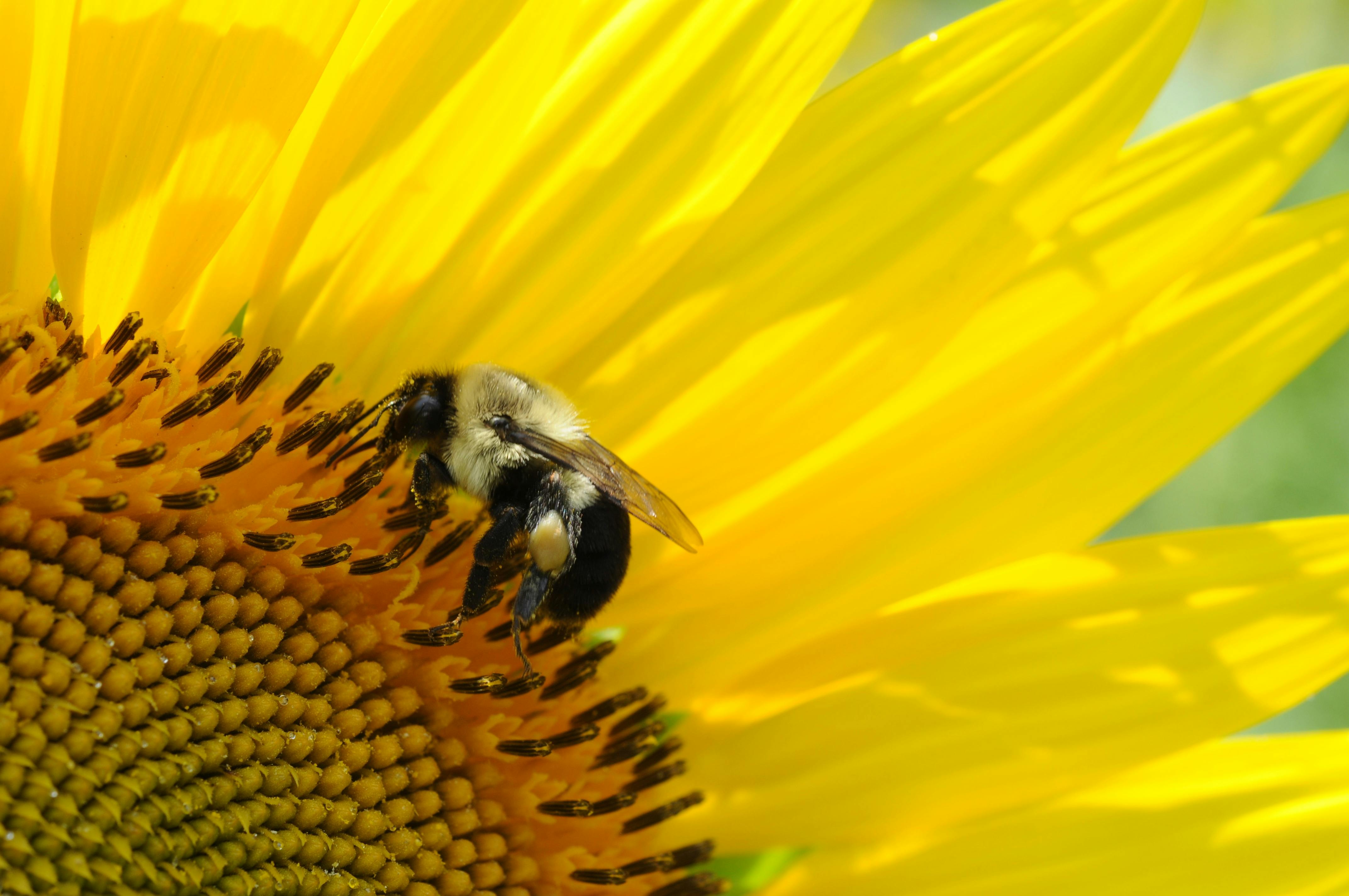 Lähikuvassa mehiläinen keltaisessa kukassa